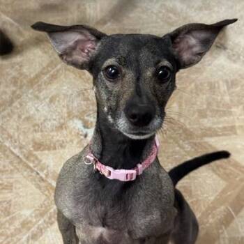 Chihuahua Dogs Available for Adoption in Worcester, Massachusetts - Kari | PetCurious