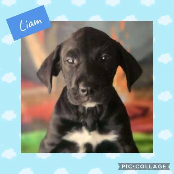 Liam -  Labrador Retriever Dog for Adoption in Ringwood, New Jersey - Liam | PetCurious