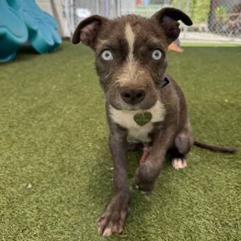 Hamlet -  Pit Bull Terrier Dog for Adoption in Los Angeles, California - Hamlet | PetCurious