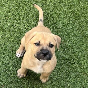 Mixed Breed Dogs Available for Adoption - Plum 1464 | PetCurious