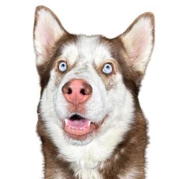 Siberian Husky and Mixed Breed Dogs Available for Adoption - Sundance | PetCurious