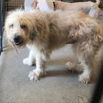 Kimber -  Poodle Dog for Adoption in Lancaster, Kentucky - Kimber | PetCurious