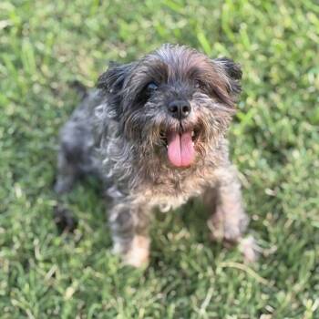 Della -  Schnauzer Dog for Adoption in Pelham, New Hampshire - Della | PetCurious