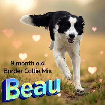 Rescue Border Collie Dogs for Adoption in Nicholasville, Kentucky - Beau | PetCurious
