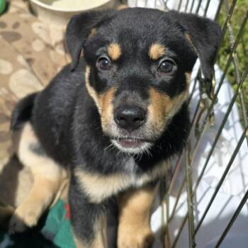 Lilith -  German Shepherd Dog and Mixed Breed Dog for Adoption in Minneapolis, Minnesota - Lilith | PetCurious