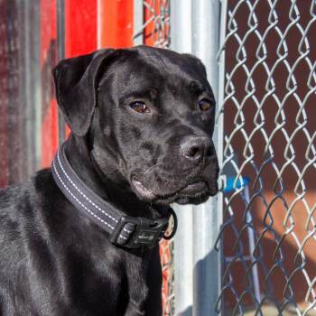 Garrett -  Black Labrador Retriever and Pit Bull Terrier Dog for Adoption in Evansville, Indiana - Garrett | PetCurious
