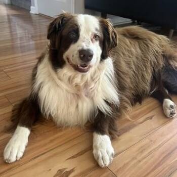 Bear -  Australian Shepherd Dog for Adoption in Newport, Washington - Bear | PetCurious