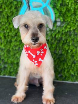 Schnauzer Dogs Available for Adoption in Jefferson, New Jersey - Coquito | PetCurious