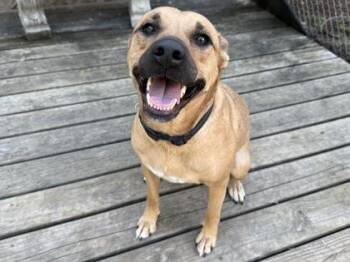 Sparkles -  Mixed Breed Dog for Adoption in Georgetown, Texas - Sparkles | PetCurious
