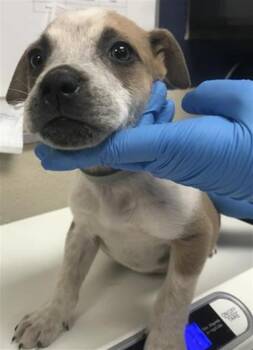 PRIMROSE -  Pit Bull Terrier Dog for Adoption in Conroe, Texas - PRIMROSE | PetCurious