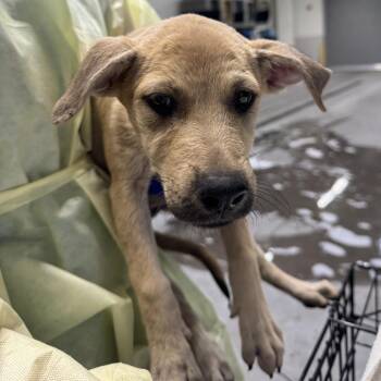 June -  Mixed Breed Dog for Adoption in Las Cruces, New Mexico - June | PetCurious