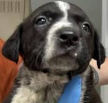 Australian Cattle Dog Blue Heeler Dogs Available for Adoption - Steel Breeze | PetCurious