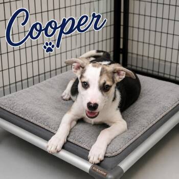 Cooper -  Carolina Dog Dog for Adoption in Momence, Illinois - Cooper | PetCurious