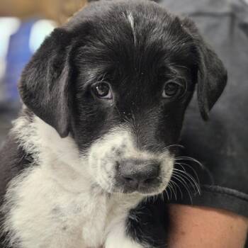 Yarrow -  Australian Cattle Dog Blue Heeler and Labrador Retriever Dog for Adoption in Mansfield, Texas - Yarrow | PetCurious