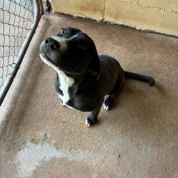 Rescue Mixed Breed Dogs for Adoption in Lyons, Georgia - Lucy | PetCurious