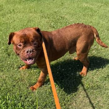 Cyrus -  Dogue De Bordeaux and Boxer Dog for Adoption in South Elgin, Illinois - Cyrus | PetCurious
