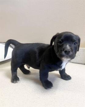 Chihuahua and Mixed Breed Dogs Available for Adoption - BEETLEJUICE | PetCurious