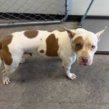111363 -  Mixed Breed Dog for Adoption in Las Cruces, New Mexico - 111363 | PetCurious