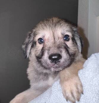 Rescue Shepherd and Retriever Dogs for Adoption in Los Angeles, California - Dr. Pepper | PetCurious