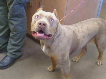 BIG BOOTY JUDY -  Pit Bull Terrier and Mixed Breed Dog for Adoption in Sacramento, California - BIG BOOTY JUDY | PetCurious