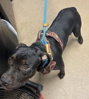 Blackie -  Mixed Breed Dog for Adoption in Chamblee, Georgia - Blackie | PetCurious