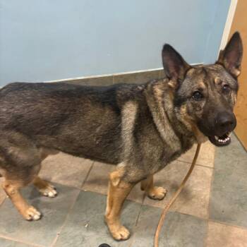 Benji -  Mixed Breed Dog for Adoption in Chattanooga, Tennessee - Benji | PetCurious