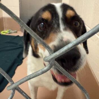 Roy -  Catahoula Leopard Dog and Mixed Breed Dog for Adoption in Reno, Nevada - Roy | PetCurious