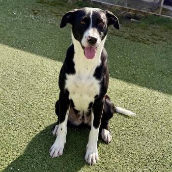 Pinky 7807 -  Poodle and Collie Dog for Adoption in Loxahatchee Groves, Florida - Pinky 7807 | PetCurious