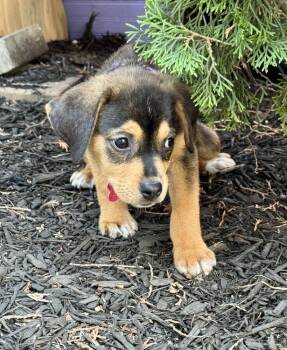 Bridges -  Golden Retriever and Labrador Retriever Dog for Adoption in Greenlawn, New York - Bridges | PetCurious