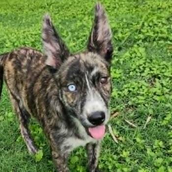 Shepherd and Mixed Breed Dogs Available for Adoption in Austin, Texas - Arizona FJ | PetCurious