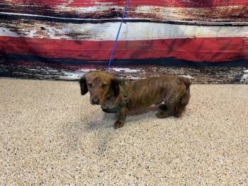 Dachshund Dogs Available for Adoption in Doral, Florida - CHURRO | PetCurious