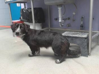 STUMPY -  Labrador Retriever and German Shepherd Dog Dog for Adoption in Albuquerque, New Mexico - STUMPY | PetCurious