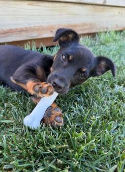 Chihuahua Dogs Available for Adoption - 26Fidget | PetCurious