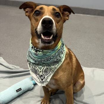 Moana -  Mixed Breed Dog for Adoption in Canal Winchester, Ohio - Moana | PetCurious