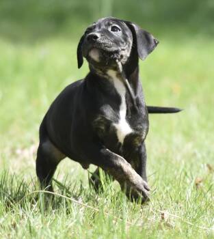 Pit Bull Terrier Dogs Available for Adoption in Mechanicsburg, Pennsylvania - Puck | PetCurious