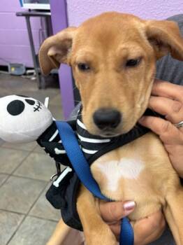 Rescue Mixed Breed Dogs for Adoption in El Paso, Texas - 59447518 | PetCurious