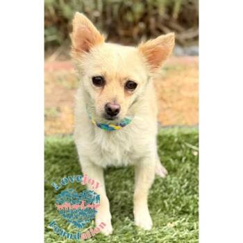 Milo -  Chihuahua and Pomeranian Dog for Adoption in Inglewood, California - Milo | PetCurious