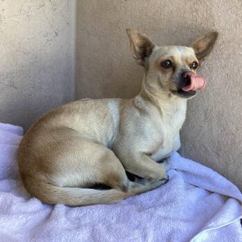 IVHS-Stray-143877 -  Chihuahua Dog for Adoption in San Gabriel, California - IVHS-Stray-143877 | PetCurious