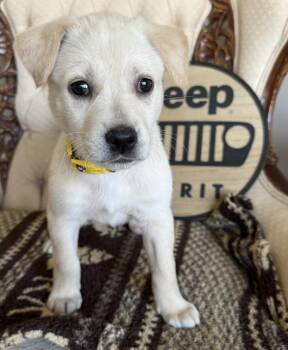 Shepherd Dogs Available for Adoption - Rubicon | PetCurious