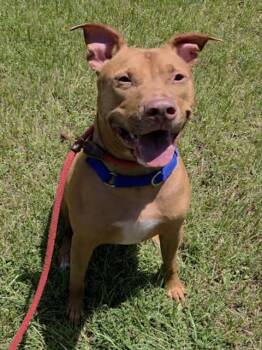 CHILI -  American Staffordshire Terrier Dog for Adoption in Fort Lauderdale, Florida - CHILI | PetCurious