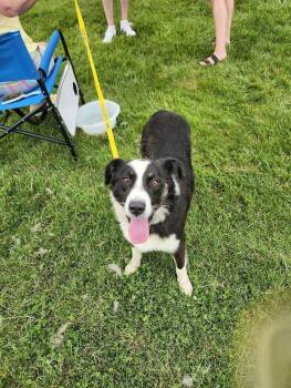 Roger -  Border Collie Dog for Adoption in Indianapolis, Indiana - Roger | PetCurious
