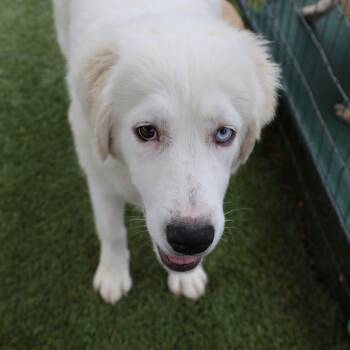 Great Pyrenees Dogs Available for Adoption in Fort Worth, Texas - Georgia | PetCurious