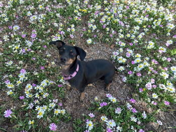 Rescue Doberman Pinscher and Dachshund Dogs for Adoption in Phoenix, Arizona - Reeses | PetCurious