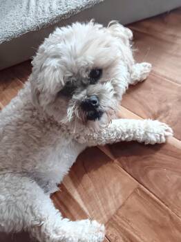Griffy -  Bichon Frise Dog for Adoption in Wadsworth, Ohio - Griffy | PetCurious