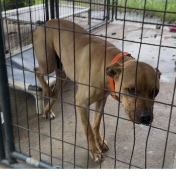 American Staffordshire Terrier and Mixed Breed Dogs Available for Adoption in Austin, Texas - Sugar Bear | PetCurious