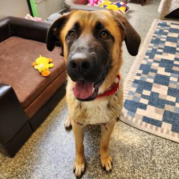 Anatolian Shepherd Dogs Available for Adoption in Falls Church, Virginia - Iris Rose | PetCurious