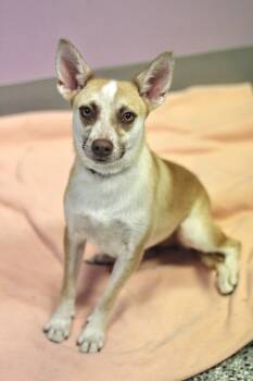 Shortie in NH. Come Meet our Adoptable Dogs Wednesday-Saturday.  -  Husky Dog for Adoption in Manchester, New Hampshire - Shortie In NH. Come Meet Our Adoptable Dogs Wednesday-Saturday.  | PetCurious