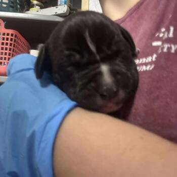 Rescue Labrador Retriever Dogs for Adoption in Springboro, Ohio - Hibiscus | PetCurious