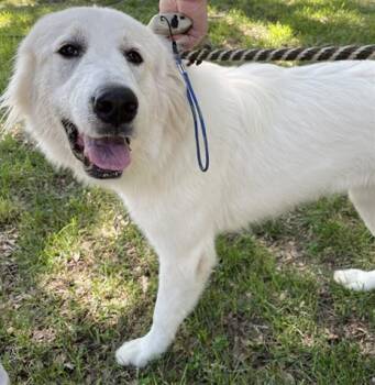 Susy A189936 -  Great Pyrenees Dog for Adoption in Plano, Texas - Susy A189936 | PetCurious