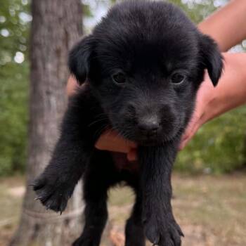 Stuffing -  Black Labrador Retriever Dog for Adoption in Oak Brook, Illinois - Stuffing | PetCurious